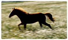 DNSEMP-C-340 Gone Riding